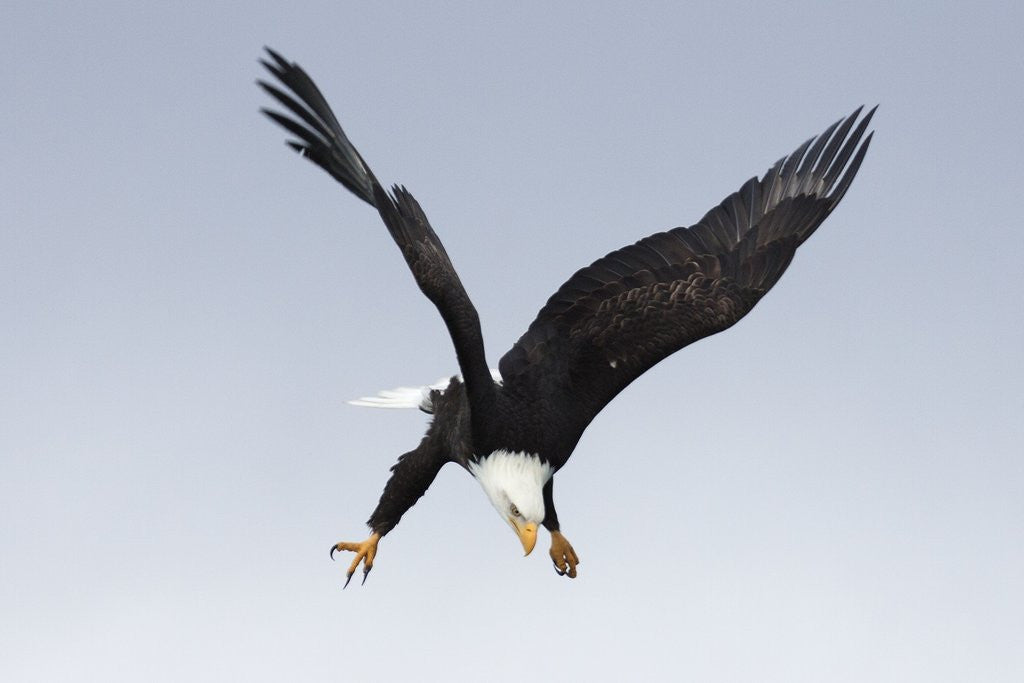 Detail of Bald Eagle dives with talons out by Corbis