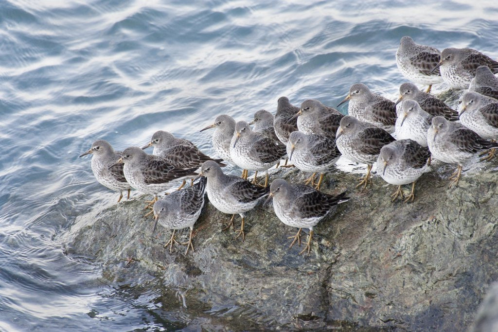 Detail of Rock Sandpipers by Corbis
