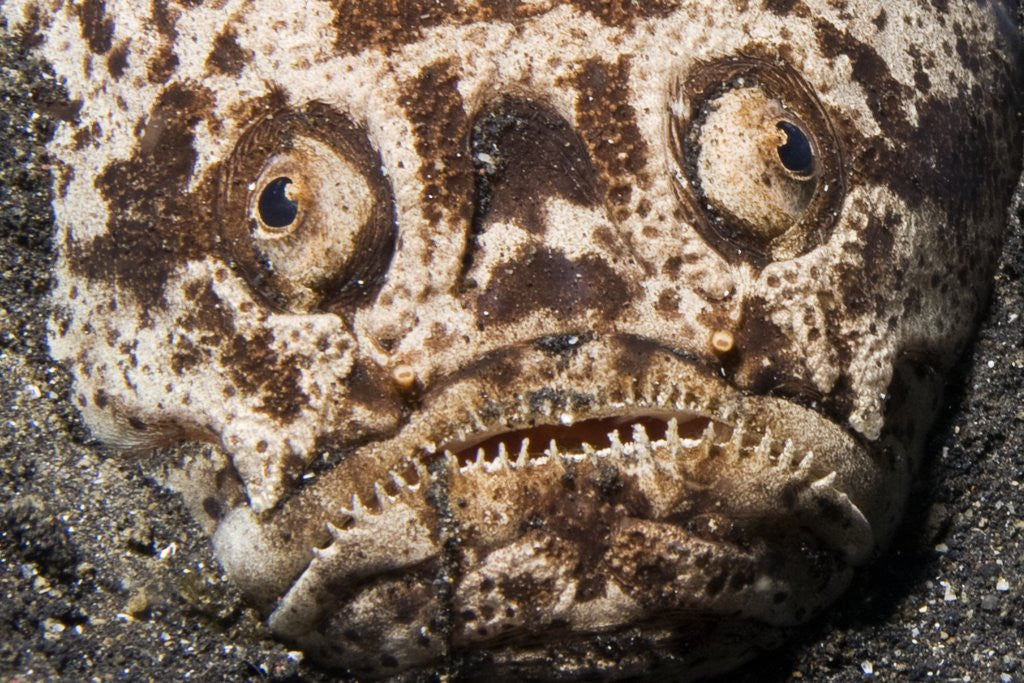 Detail of Whitemargin Stargazer buried in sand in ambush by Anonymous