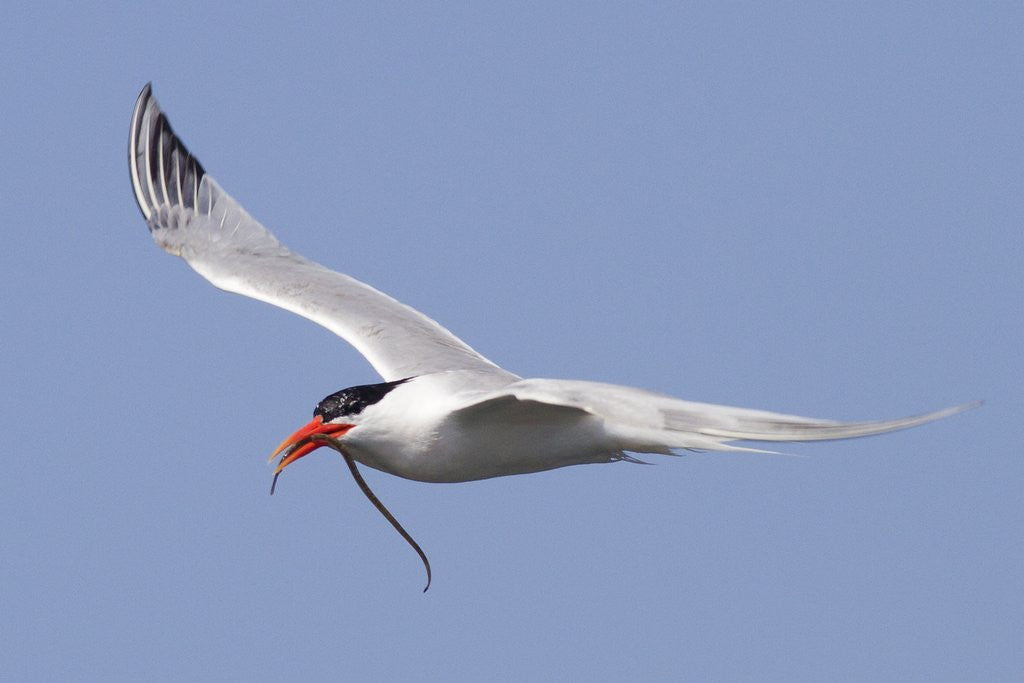 Detail of Elegant Tern flies with pipefish in it's bill by Anonymous