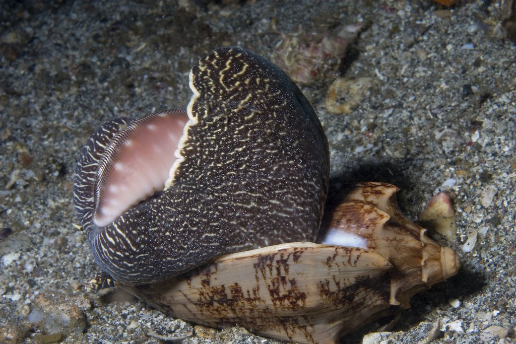 Detail of Bat Volute eatoing a Cowrie by Anonymous