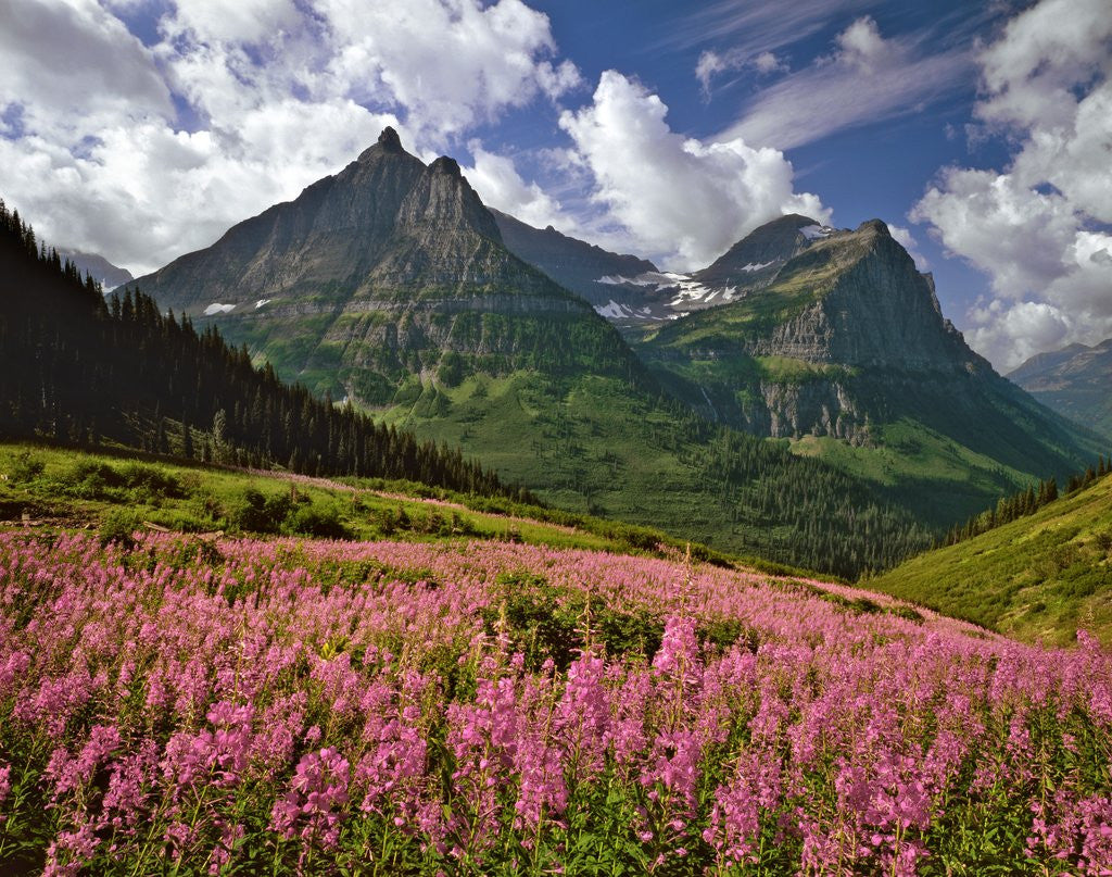 Detail of Fireweed blooms in Glacier National Park by Corbis