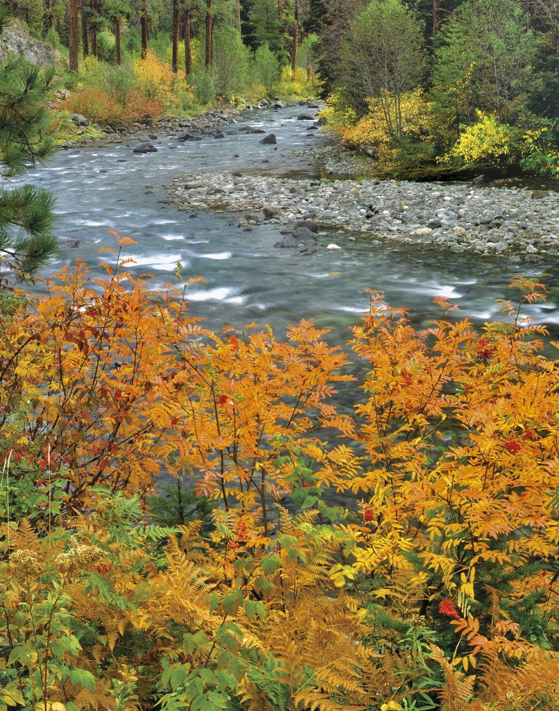 Detail of Autumn color along Imnaha River by Anonymous