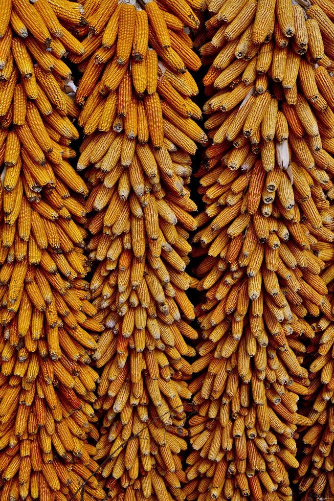 Detail of Drying Corn by Anonymous