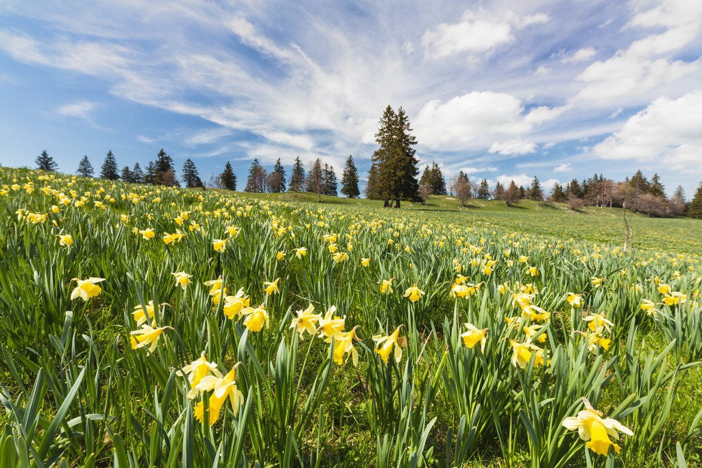Detail of Wild Daffodil on alpine meadow by Anonymous