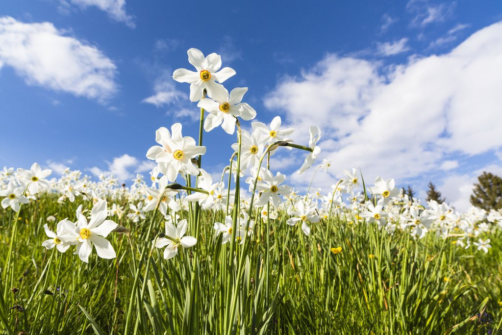 Detail of White Daffodil blooming by Anonymous