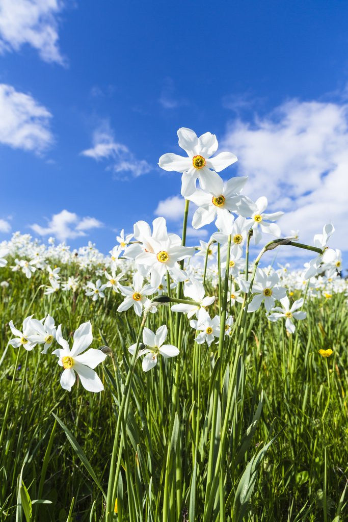 Detail of White Daffodil blooming by Anonymous