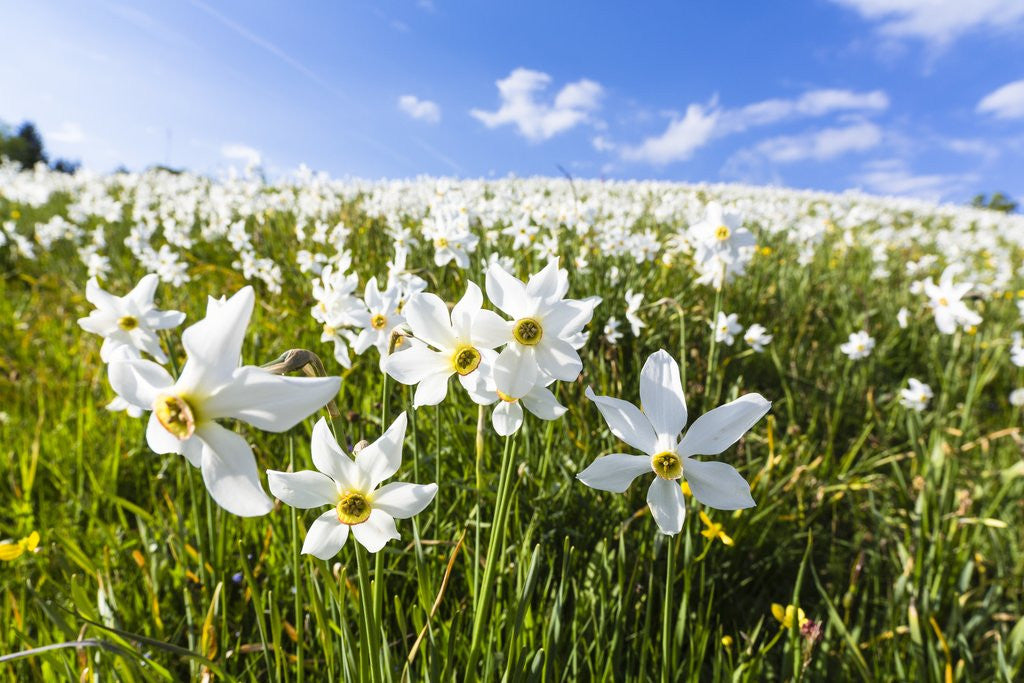 Detail of White Daffodil blooming by Anonymous