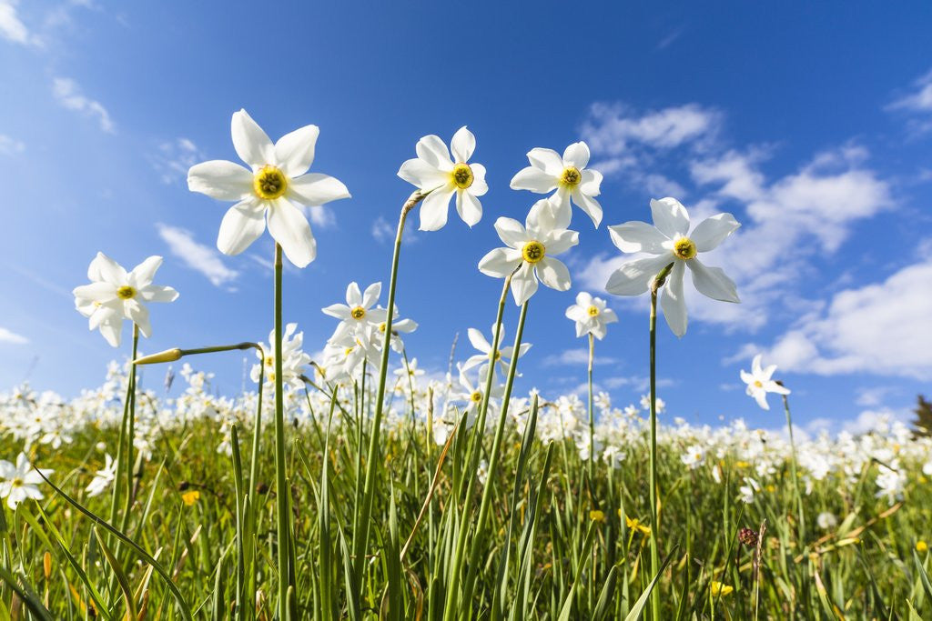 Detail of White Daffodil blooming by Anonymous