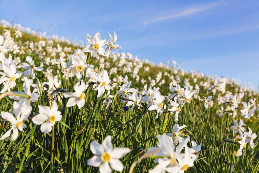 Detail of White Daffodil blooming by Anonymous