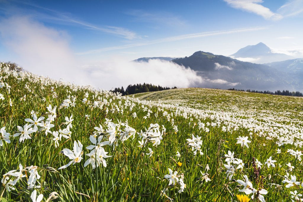 Detail of White Daffodil blooming by Anonymous
