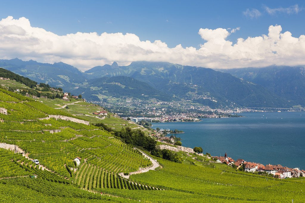Detail of Lavaux vineyards by Anonymous