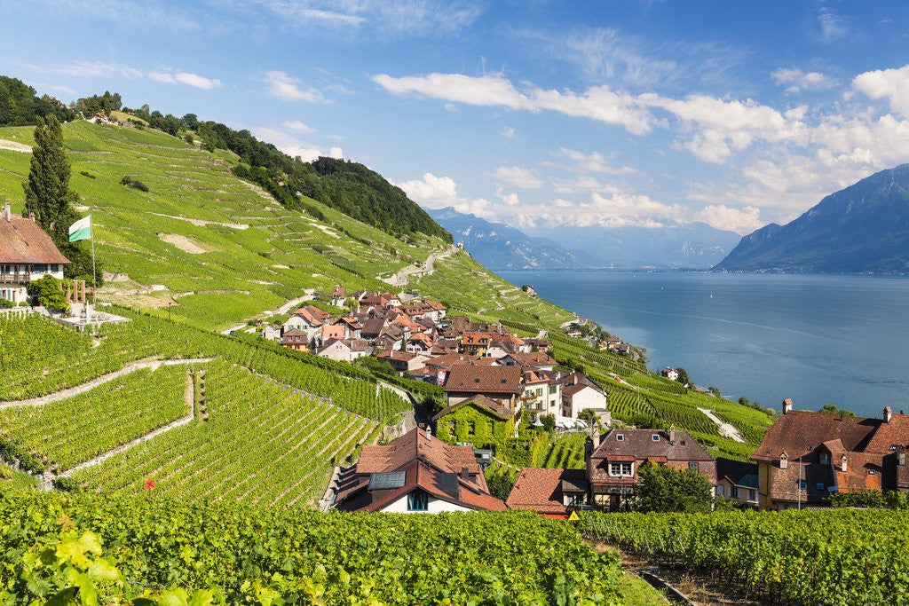 Detail of Lavaux vineyards by Anonymous