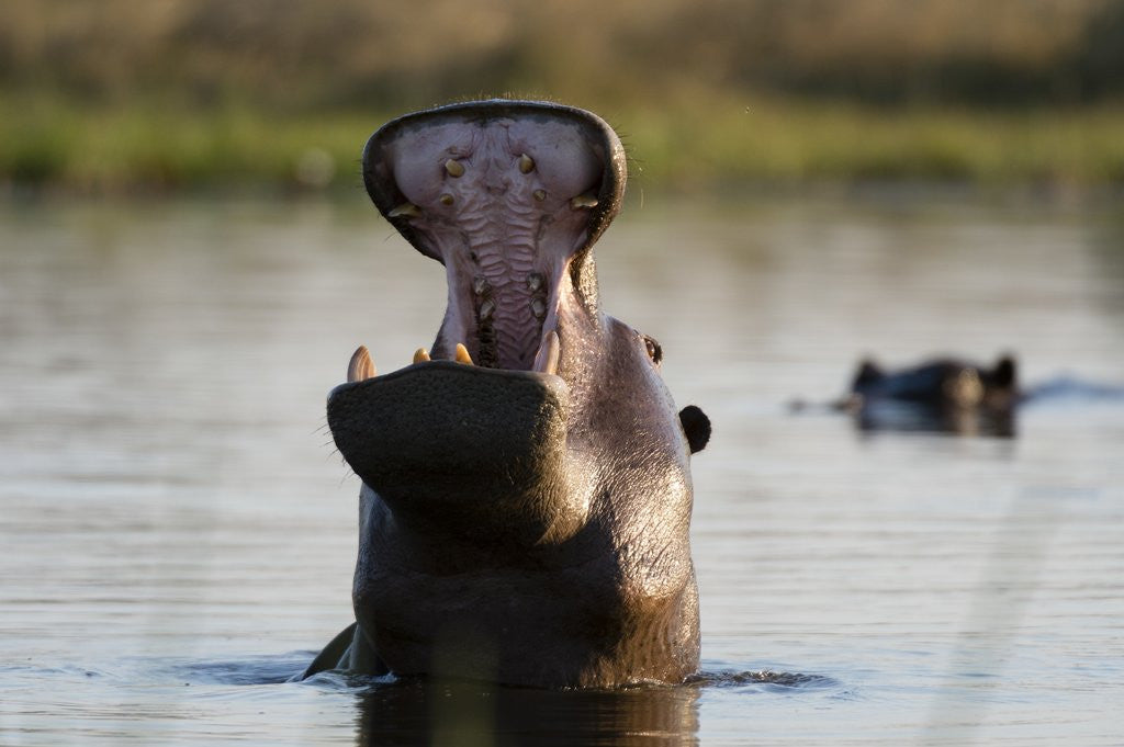 Detail of Hippopotamus yawning by Corbis