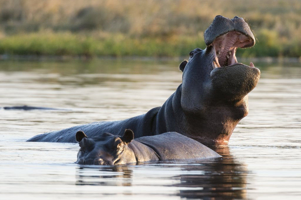 Detail of Hippopotamus yawning by Anonymous