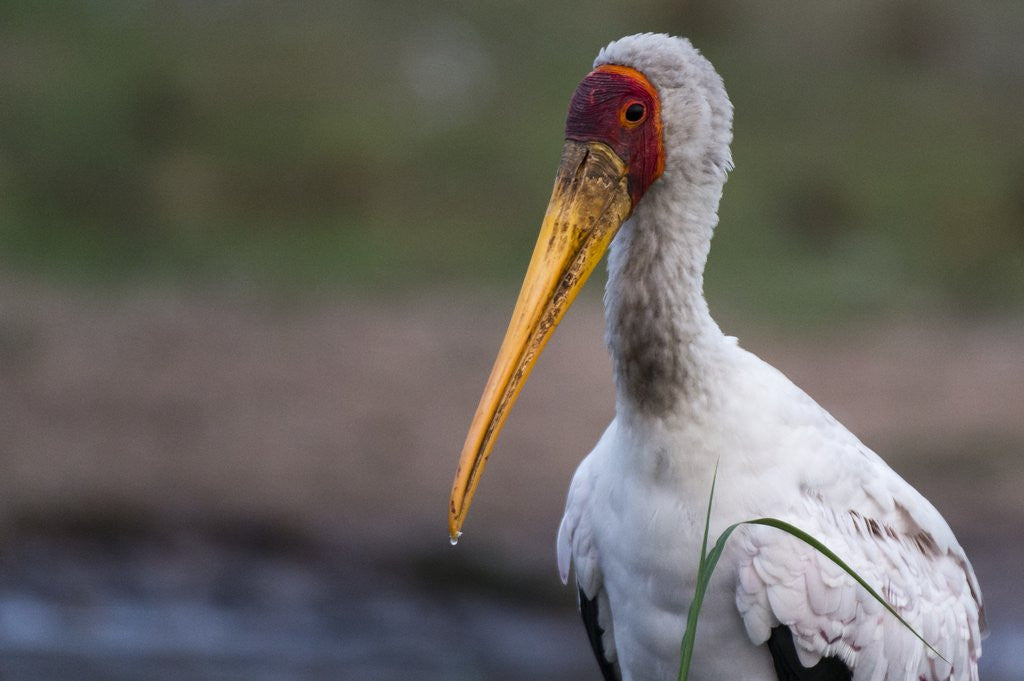 Detail of Yellow-billed stork by Anonymous