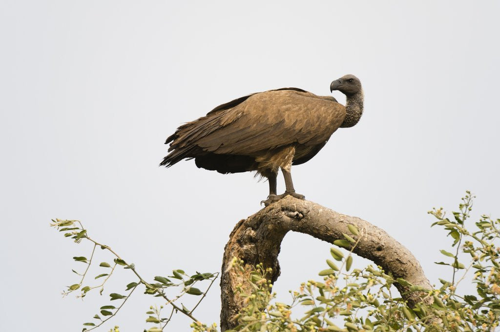 Detail of White-backed vulture perching by Anonymous