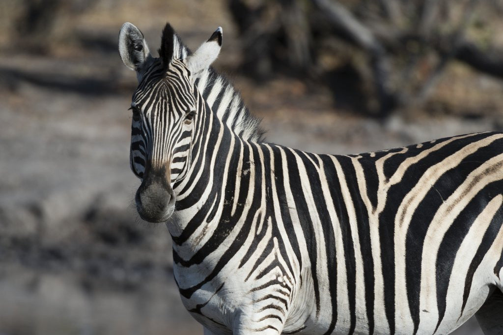 Detail of Zebra by Anonymous