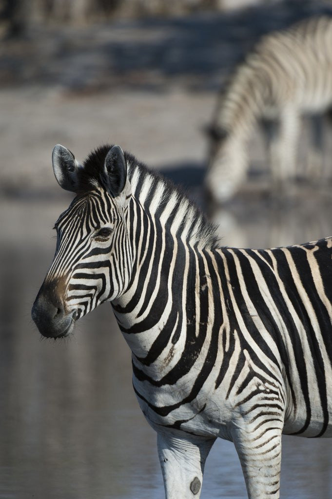 Detail of Zebra by Anonymous