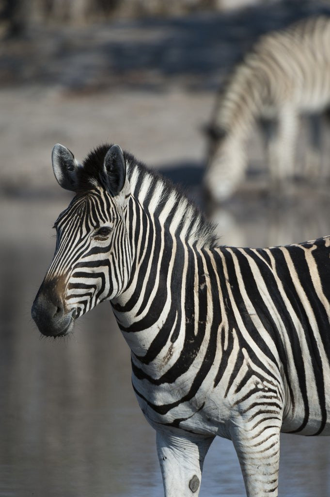 Detail of Zebra by Corbis