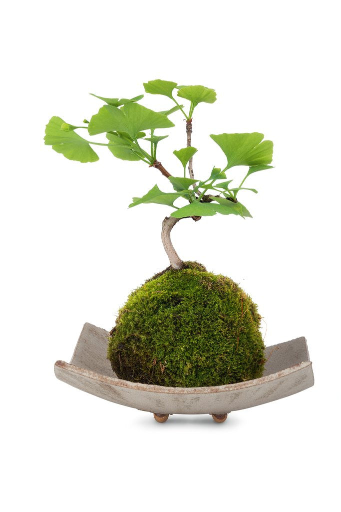 Detail of bonsai by Anonymous