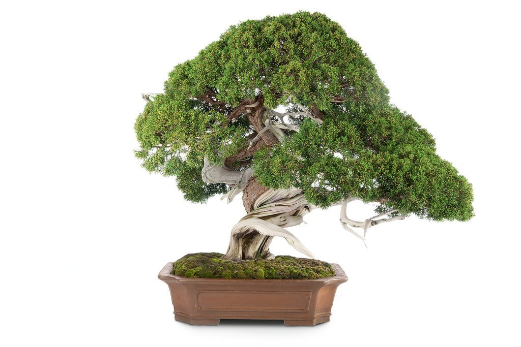 Detail of bonsai by Anonymous