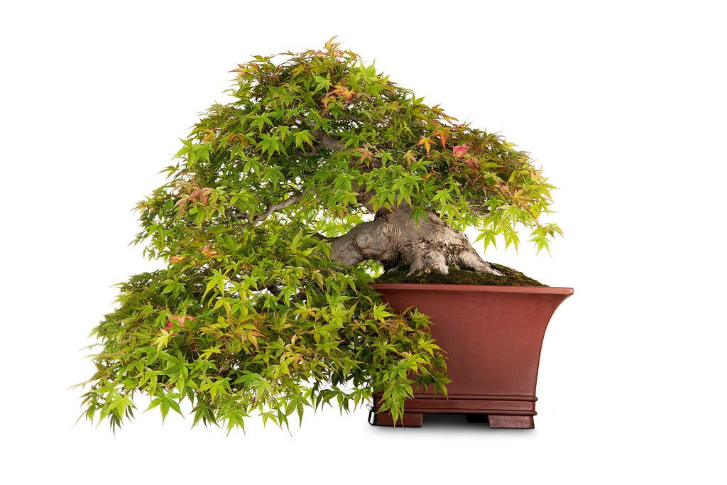 Detail of bonsai by Anonymous