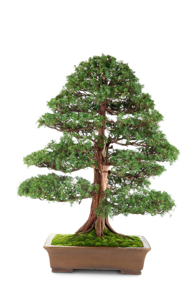 Detail of bonsai by Anonymous