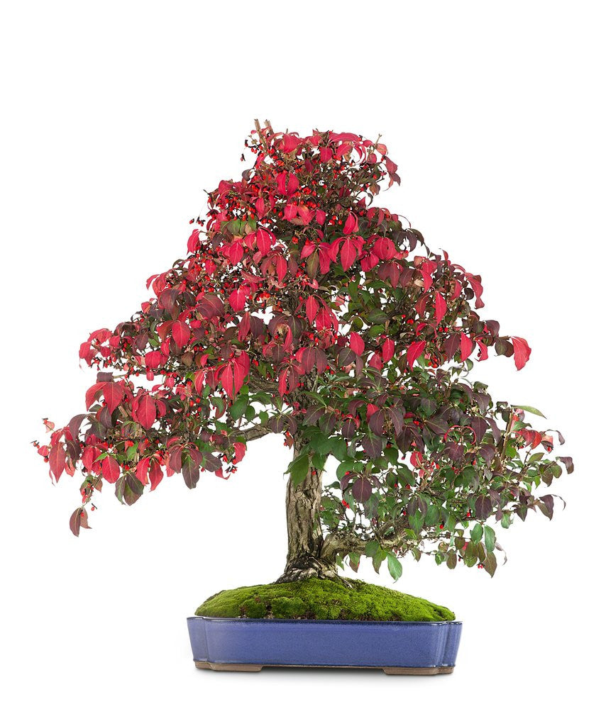 Detail of bonsai by Anonymous
