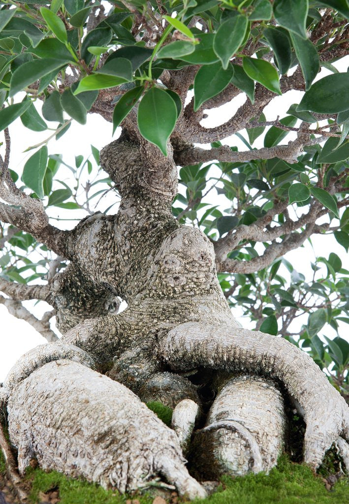 Detail of bonsai ficus by Anonymous