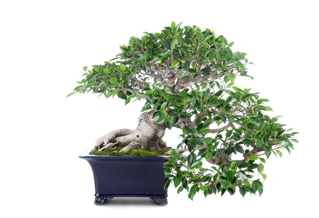 Detail of bonsai ficus by Corbis