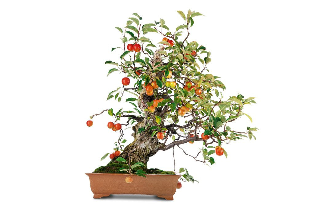 Detail of bonsai apple by Anonymous