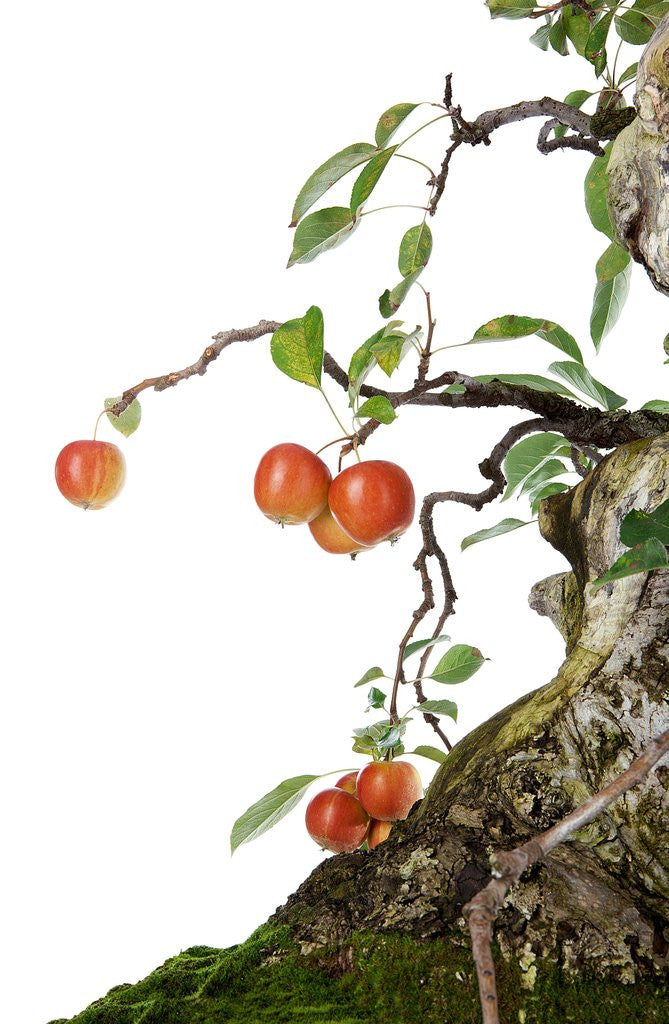 Detail of bonsai apple by Anonymous