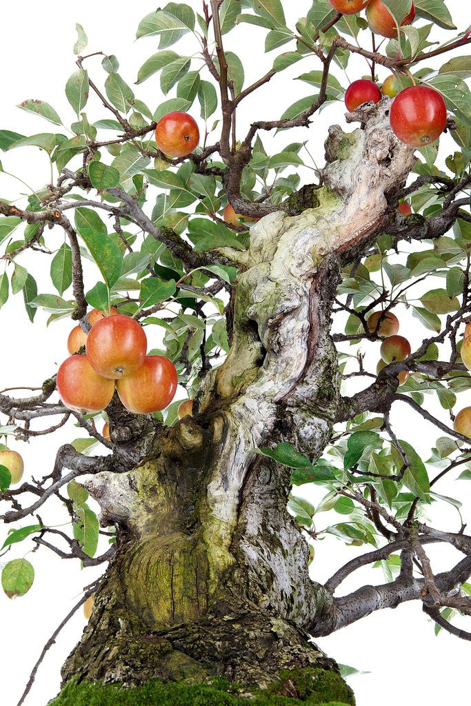 Detail of bonsai apple by Anonymous