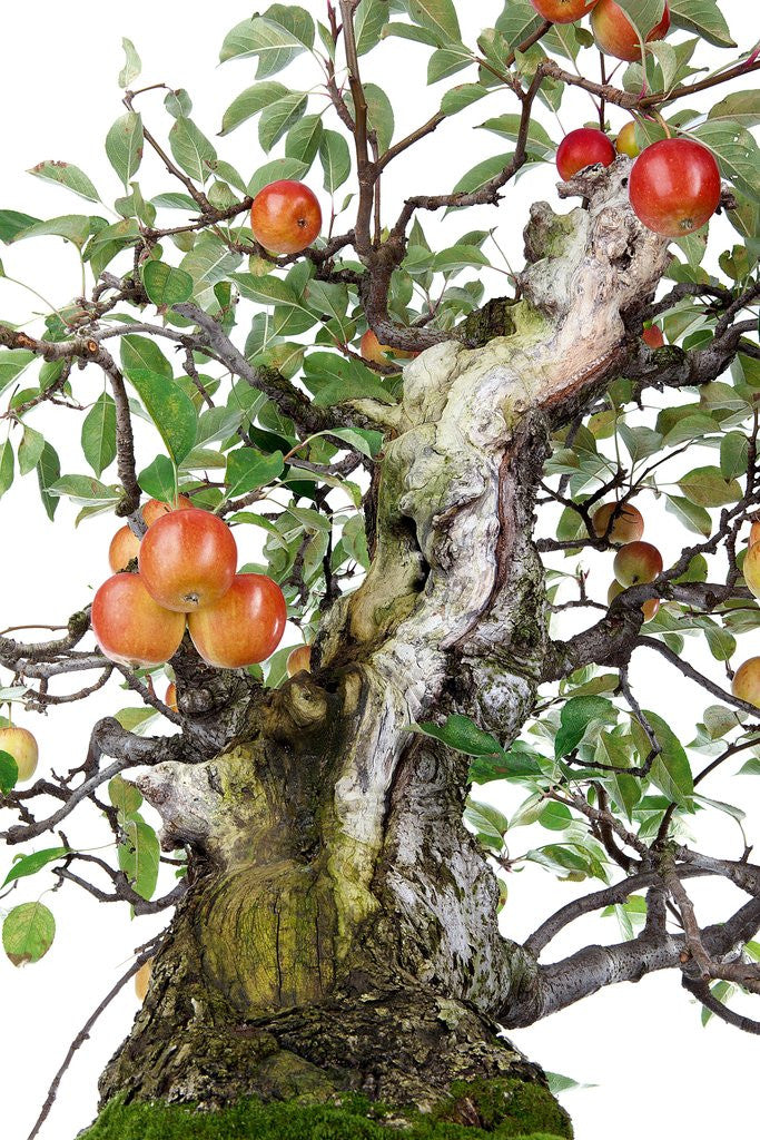 Detail of bonsai apple by Corbis