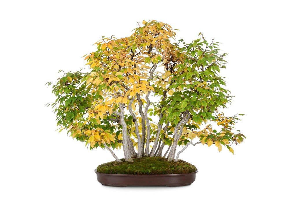 Detail of bonsai by Anonymous