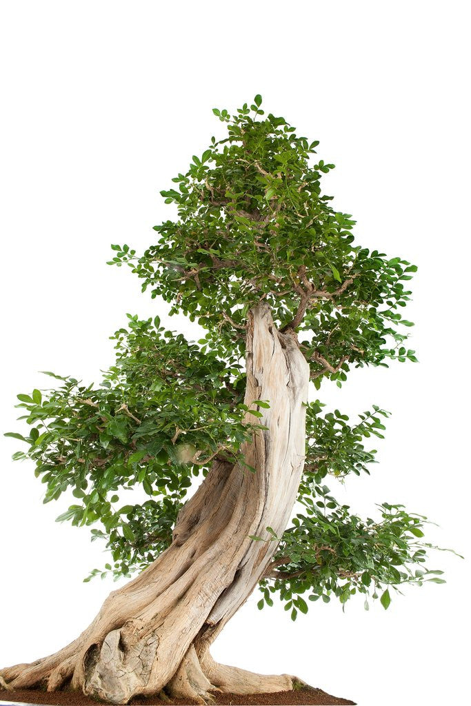 Detail of bonsai by Anonymous