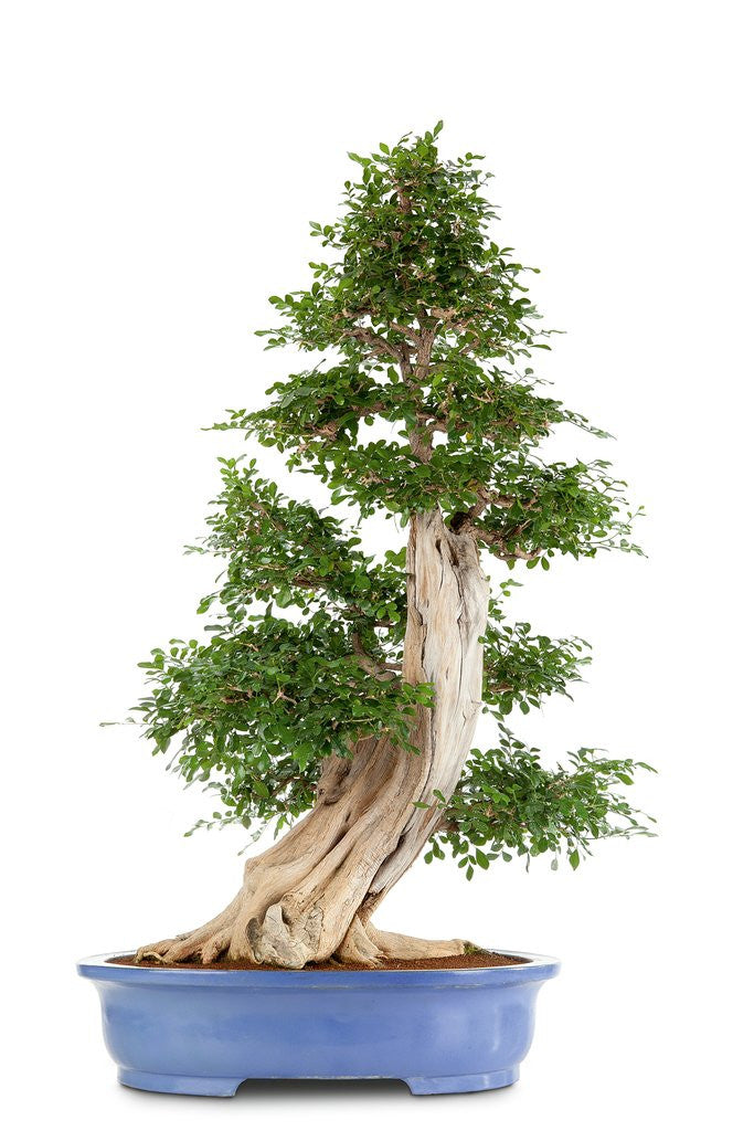 Detail of bonsai by Anonymous