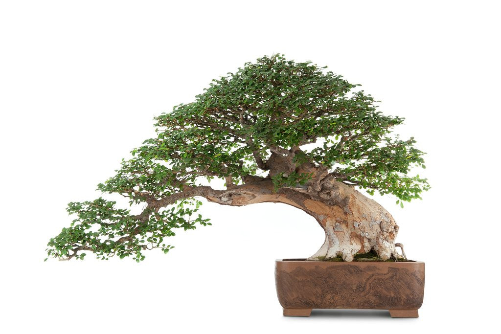 Detail of bonsai by Anonymous