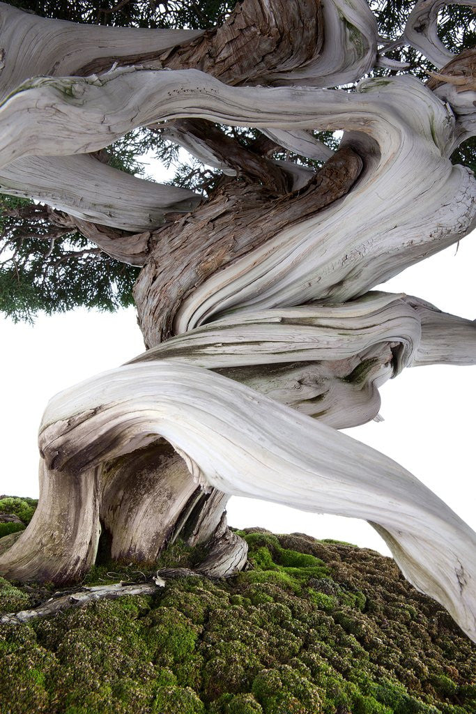 Detail of bonsai juniper by Anonymous