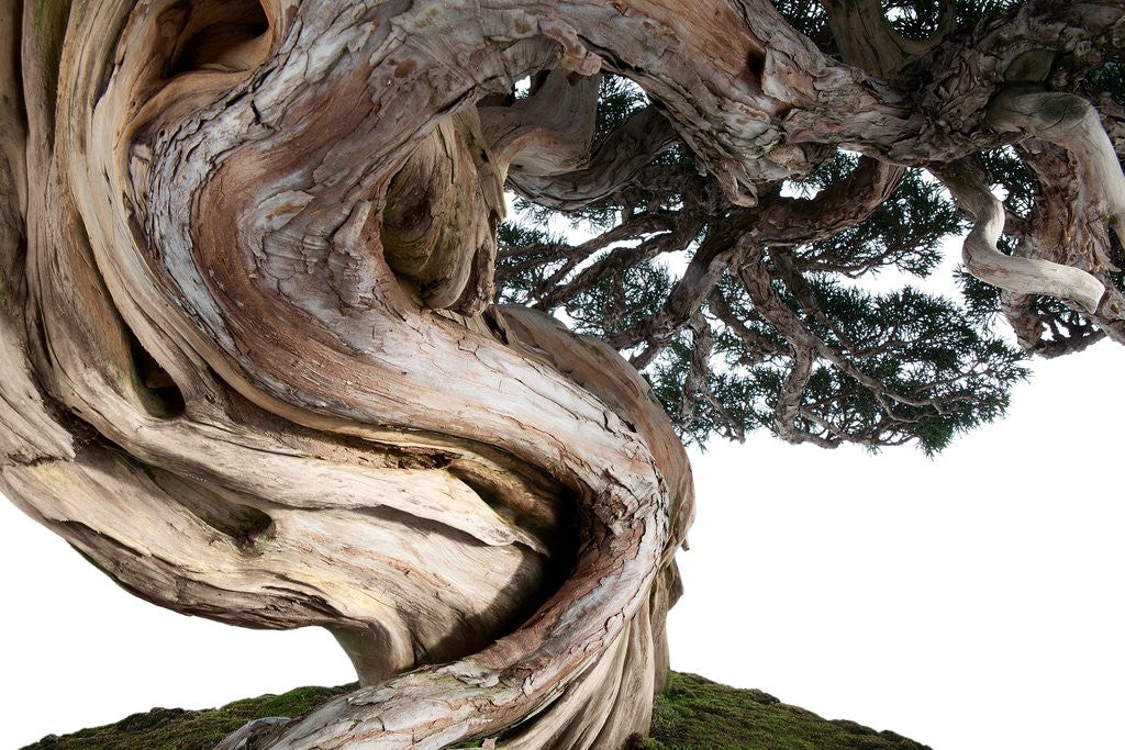 Detail of bonsai juniper by Anonymous