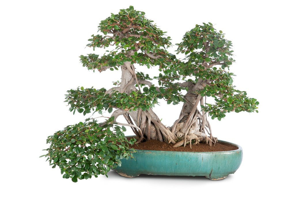 Detail of bonsai ficus by Anonymous