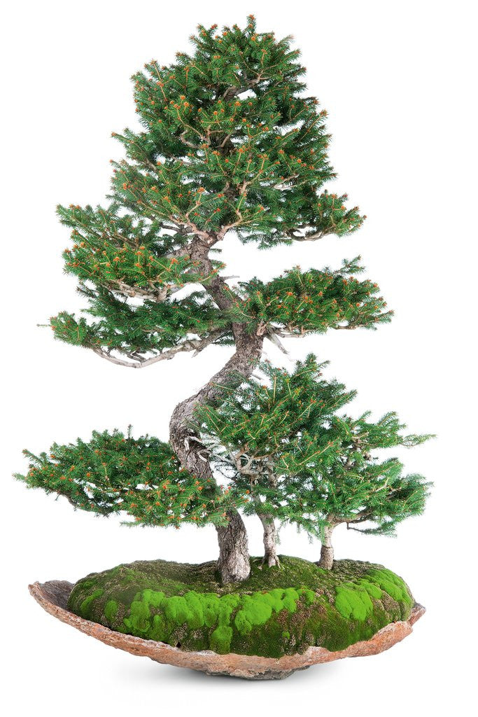 Detail of bonsai by Anonymous