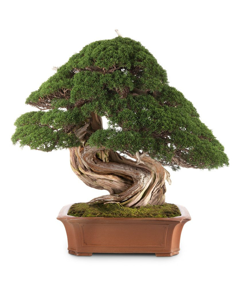Detail of bonsai juniper by Anonymous