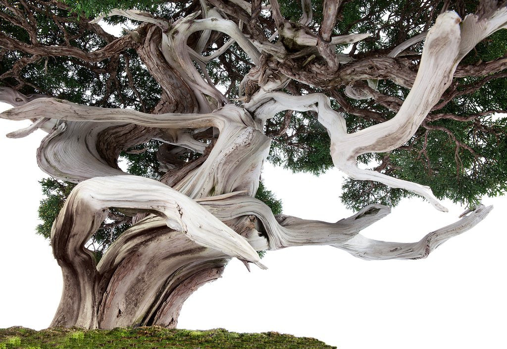Detail of bonsai juniper by Anonymous