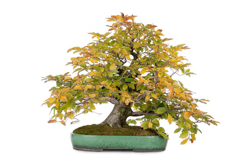 Detail of bonsai by Anonymous