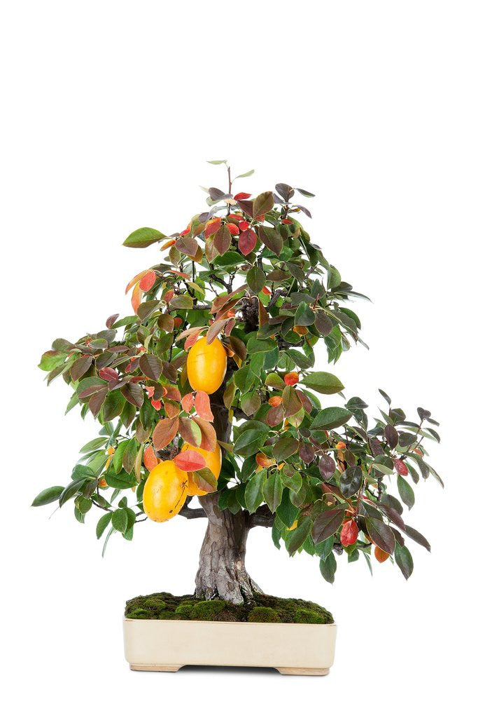 Detail of bonsai by Anonymous