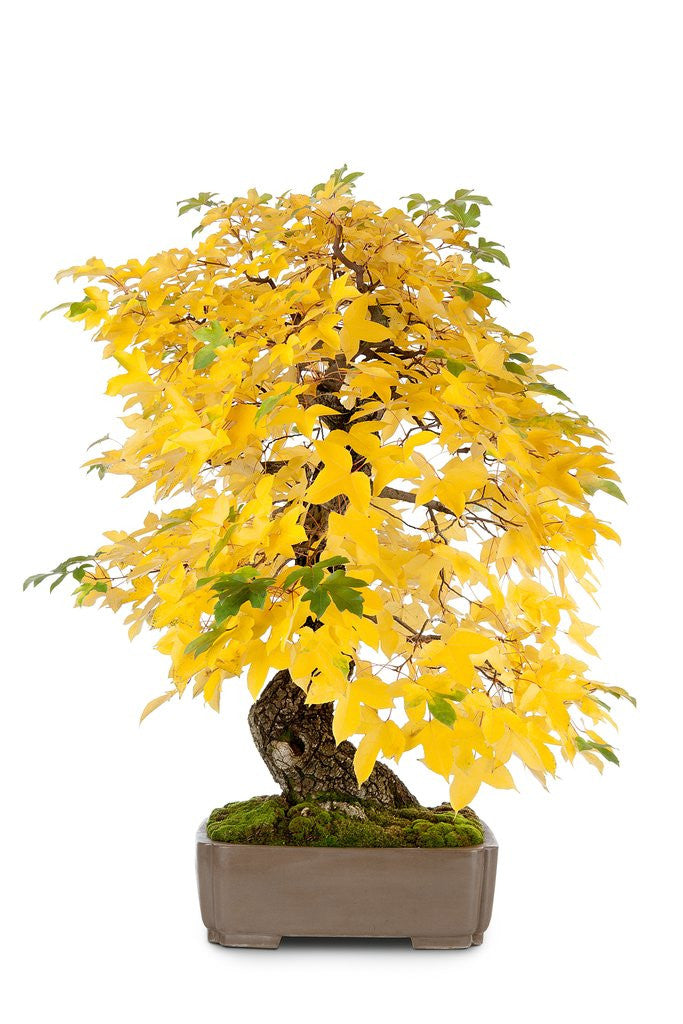 Detail of bonsai by Anonymous