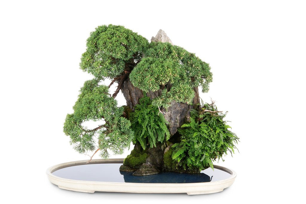Detail of bonsai by Anonymous