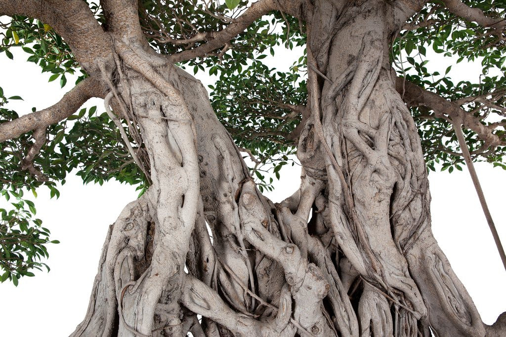 Detail of bonsai ficus by Corbis